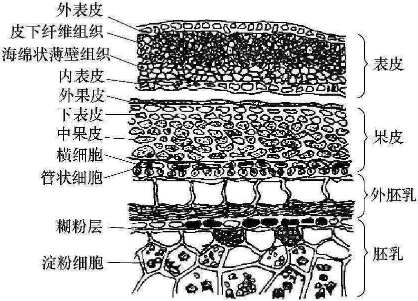 二、高粱的分類及子粒結(jié)構(gòu)